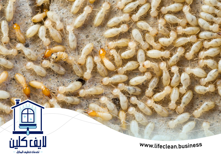 شركة مكافحة الرمة في السيجي