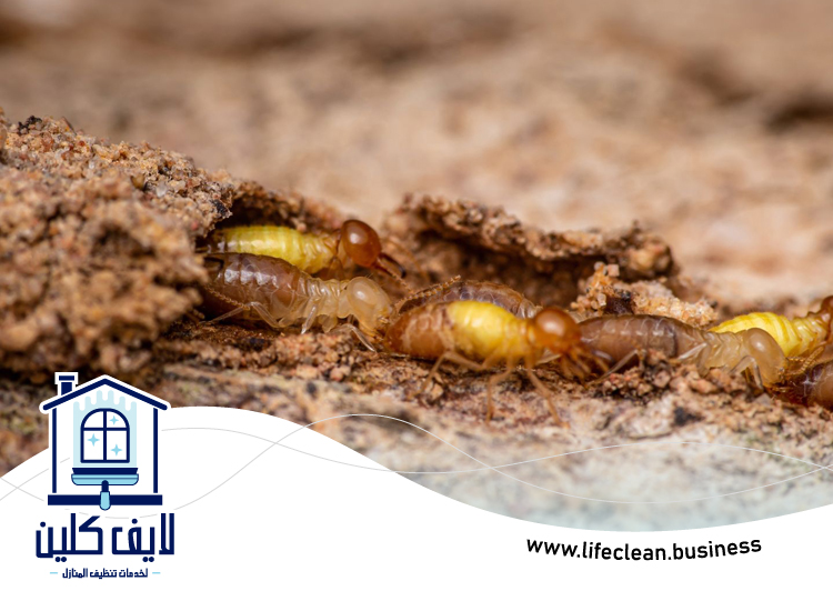 شركة مكافحة الرمة في قدفع