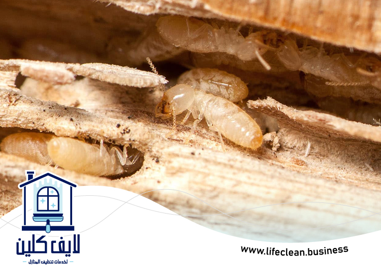 شركة مكافحة الرمة في البدية