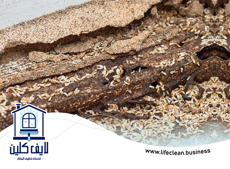 شركة مكافحة الرمة في الطويين