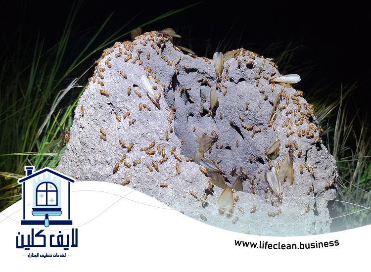 شركة مكافحة الرمة في الطويين