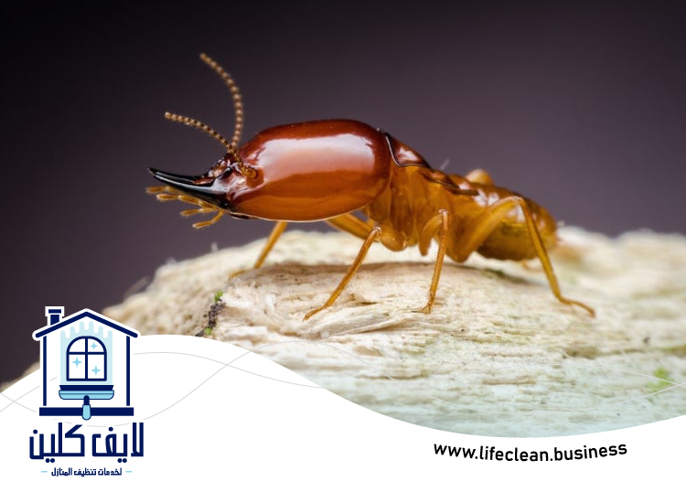 شركة مكافحة الرمة في الطويين