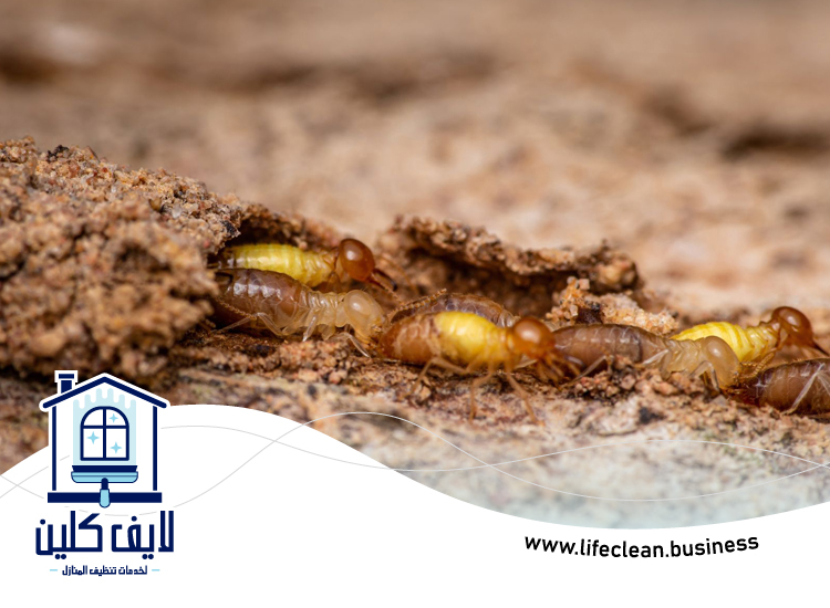 شركة مكافحة الرمة في البدية