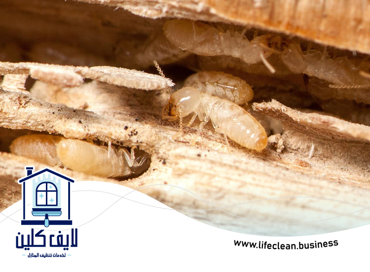 شركة مكافحة الرمة في القرية