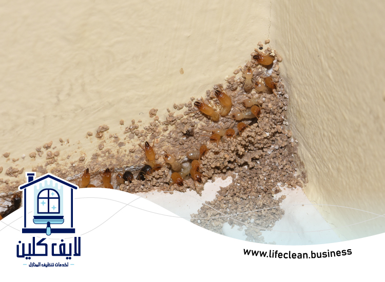 شركة مكافحة الرمة في القرية