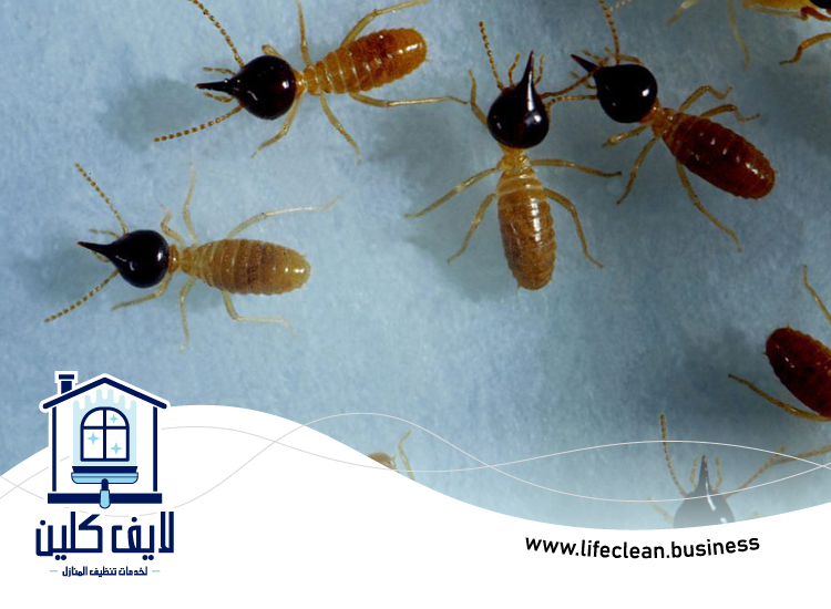 شركة مكافحة الرمة في هتان 3 شركة مكافحة الرمة في هتان