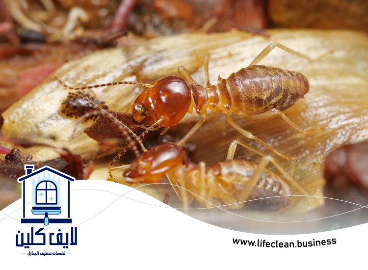 شركة مكافحة الرمة في القرهود