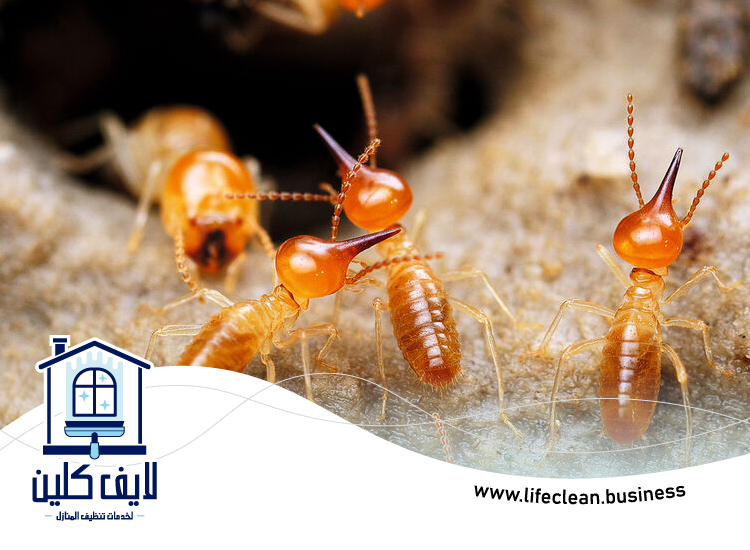 شركة مكافحة الرمة في البدية