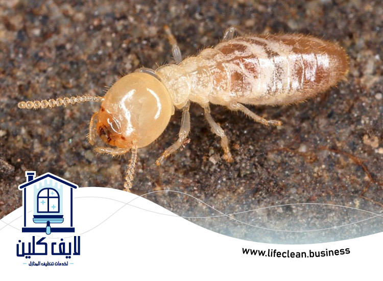 شركة مكافحة الرمة في أم سقيم 5 شركة مكافحة الرمة في أم سقيم