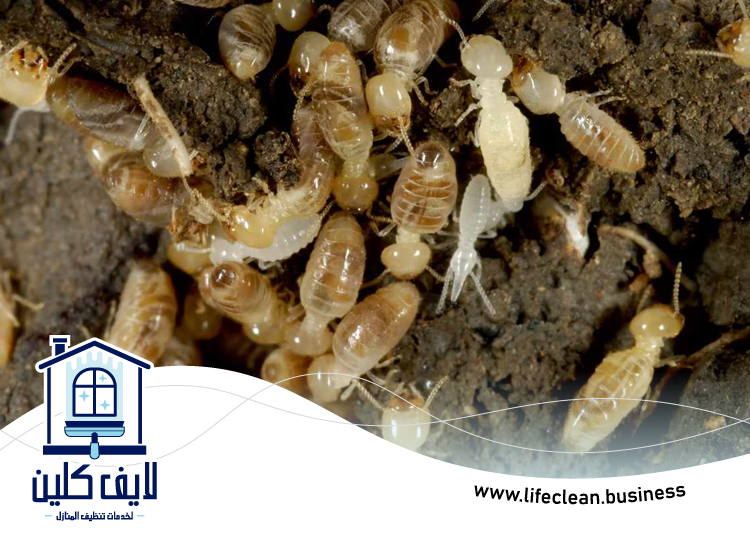 شركة مكافحة الرمة في لاند 2 شركة مكافحة الرمة في لاند