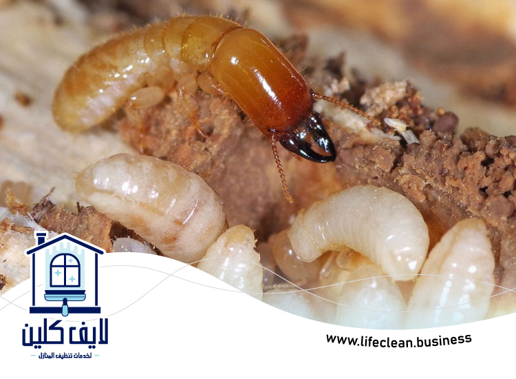 شركة مكافحة الرمة في الفصيل 4 شركة مكافحة الرمة في الفصيل