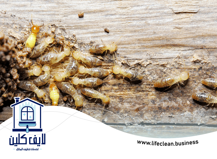 شركة مكافحة الرمة في الفصيل 5 شركة مكافحة الرمة في الفصيل