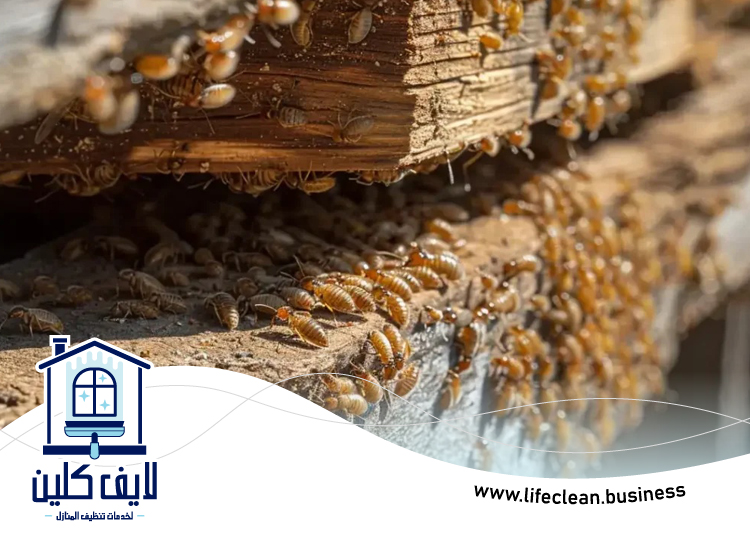 شركة مكافحة الرمة في مربح 5 شركة مكافحة الرمة في مربح