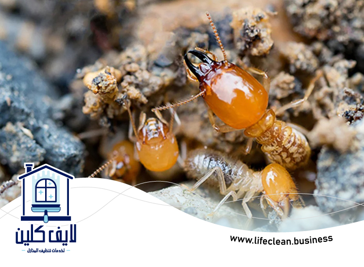 شركة مكافحة الرمة في زعبيل 3 شركة مكافحة الرمة في زعبيل