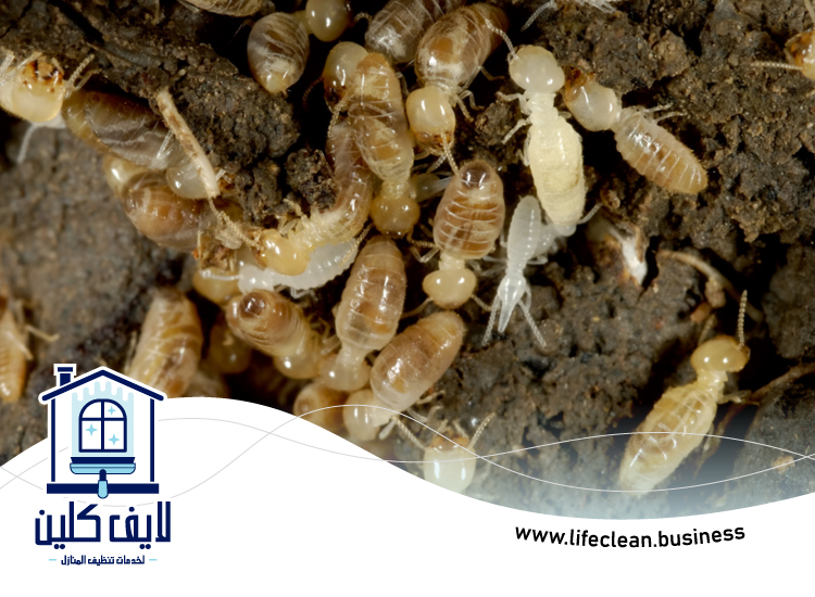 شركة مكافحة الرمة في محيصنة 3 شركة مكافحة الرمة في محيصنة