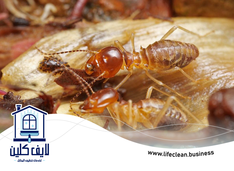 شركة مكافحة الرمة في الفرجان 3 شركة مكافحة الرمة في الفرجان