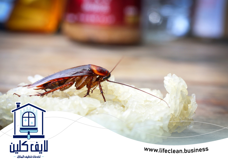 شركة مكافحة الصراصير في الفجيرة 5 شركة مكافحة الصراصير