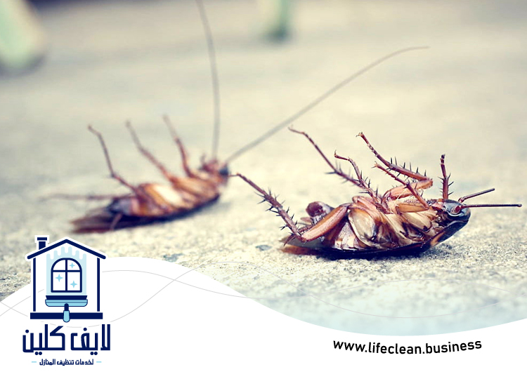 شركة مكافحة الصراصير في الفجيرة 5 شركة مكافحة الصراصير