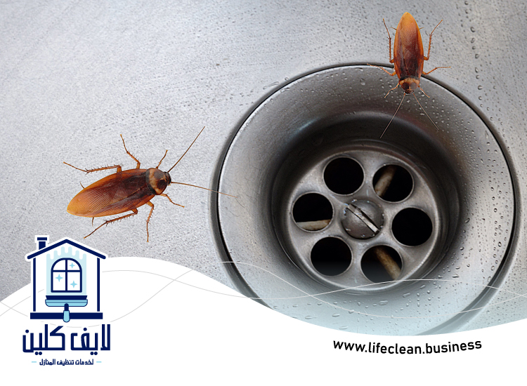 شركة مكافحة الصراصير في العين 5 شركة مكافحة الصراصير