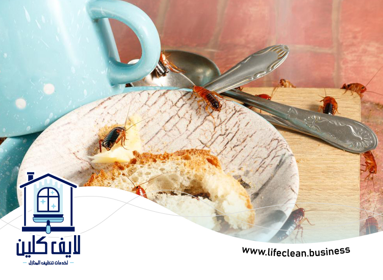 شركة مكافحة الصراصير في العين 3 شركة مكافحة الصراصير