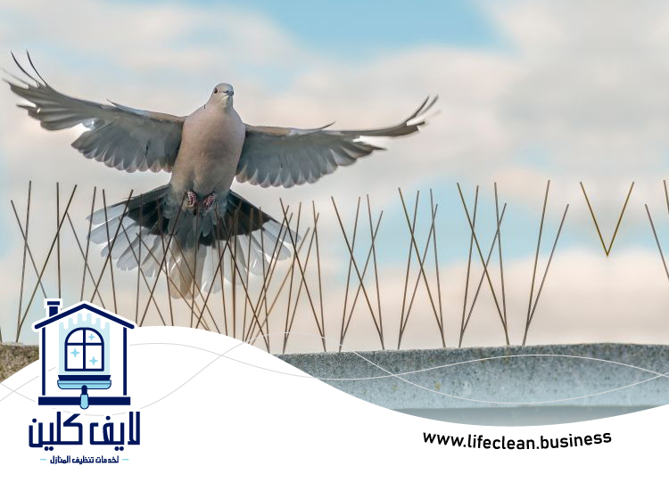 مكافحة الحمام في ام القيوين