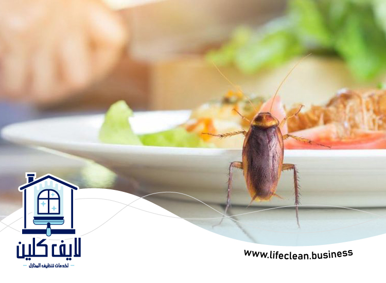 مكافحة الصراصير في رأس الخيمة 5 شركة مكافحة الصراصير