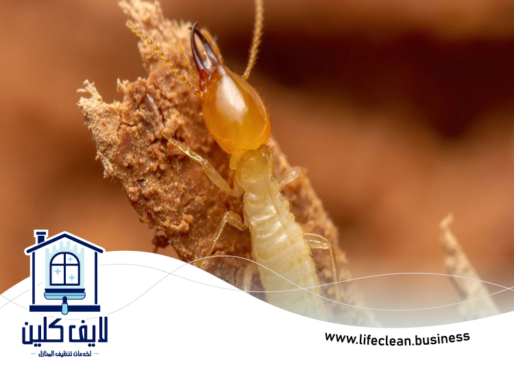 شركة مكافحة الرمة في البليدة 3 شركة مكافحة الرمة في البليدة