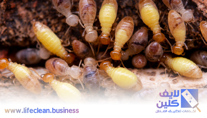 شركة مكافحة الرمة في ثيب