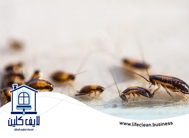 شركة مكافحة الصراصير في الشارقة 4 شركة مكافحة الصراصير