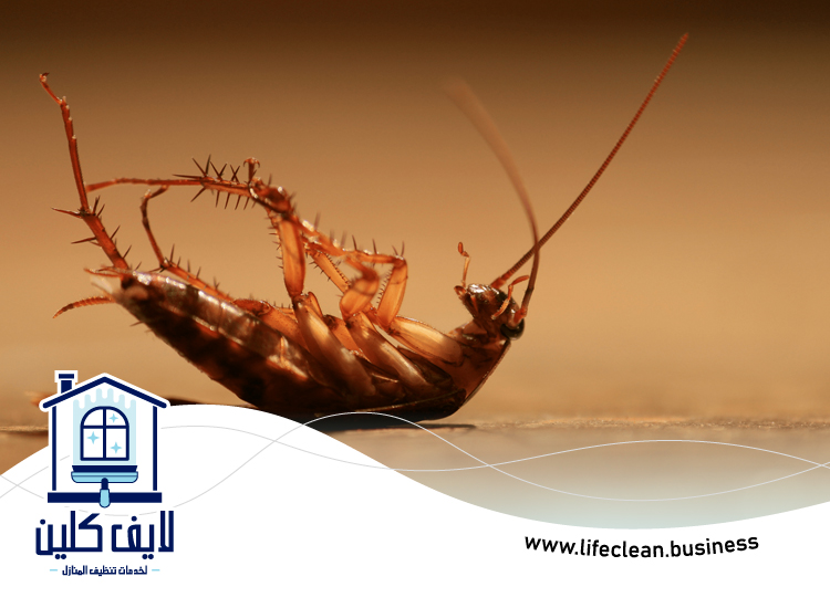 مكافحة الصراصير في رأس الخيمة 4 شركة مكافحة الصراصير