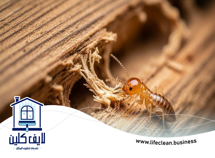 شركة مكافحة الرمة في البليدة 4 شركة مكافحة الرمة في البليدة