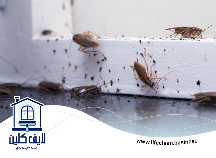 شركة مكافحة الصراصير في أبوظبي 4 شركة مكافحة الصراصير