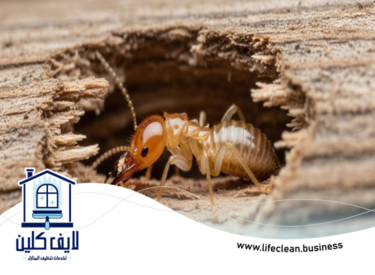 شركة مكافحة الرمة في البليدة 5 شركة مكافحة الرمة في البليدة