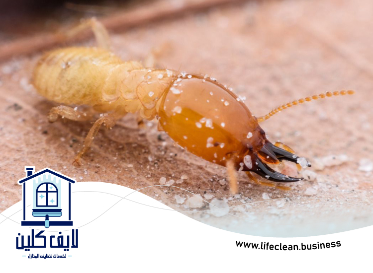 شركة مكافحة الرمة في سكمكم 2 شركة مكافحة الرمة في سكمكم