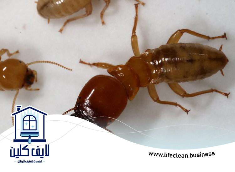 شركة مكافحة الرمة في سكمكم 3 شركة مكافحة الرمة في سكمكم