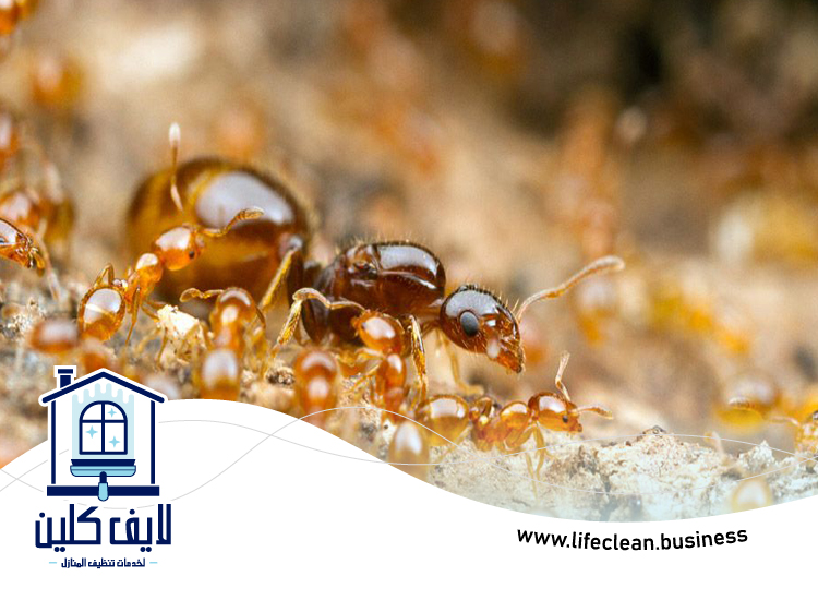 شركة مكافحة الرمة في سكمكم 4 شركة مكافحة الرمة في سكمكم