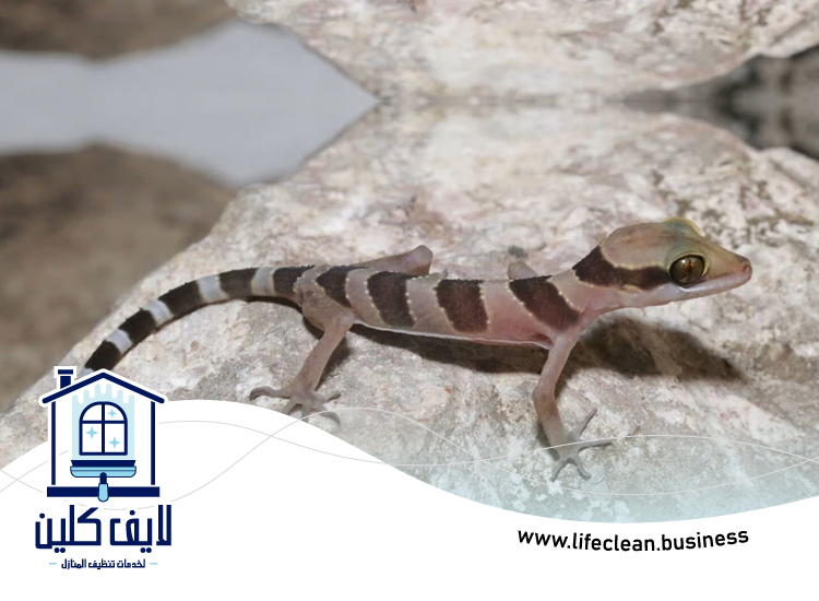 شركة مكافحة الطيطار في رأس الخيمة 2 شركة مكافحة الطيطار