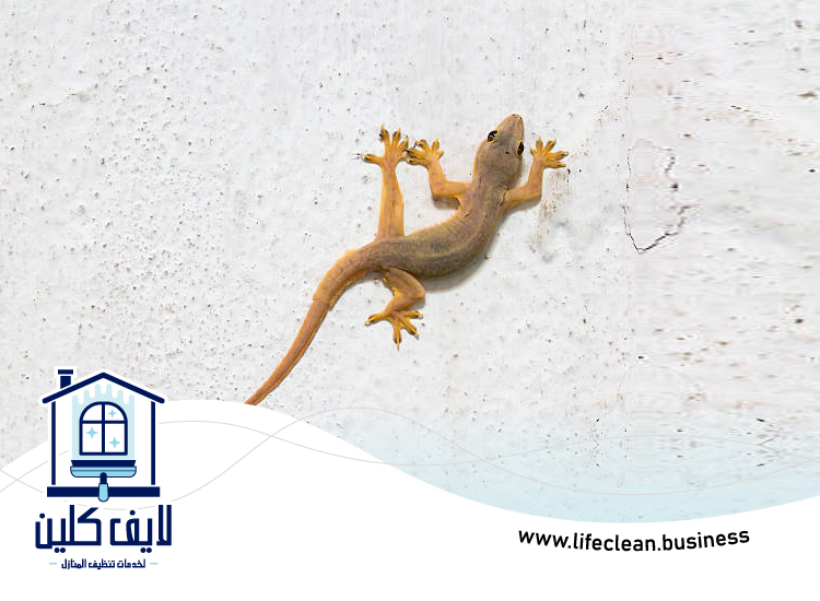 شركة مكافحة الطيطار في رأس الخيمة 4 شركة مكافحة الطيطار في رأس الخيمة