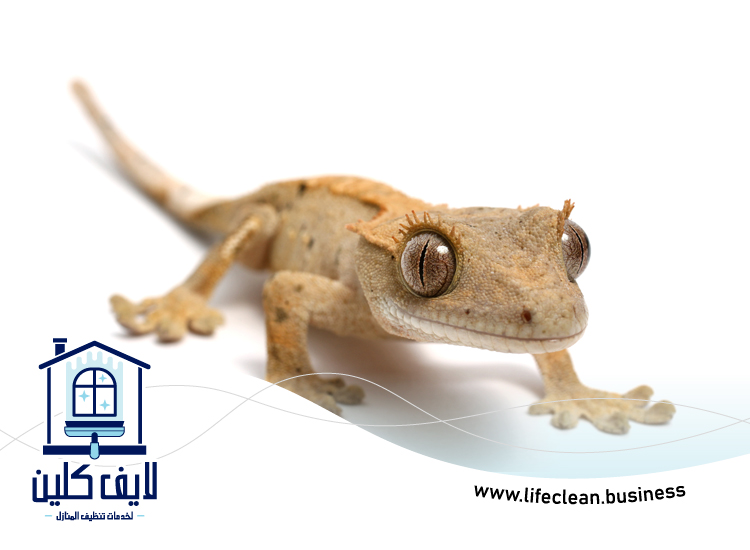 شركة مكافحة الطيطار في رأس الخيمة 5 شركة مكافحة الطيطار في رأس الخيمة