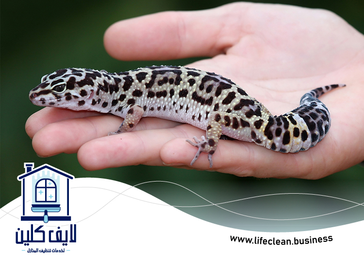 شركة مكافحة الطيطار في الفجيرة 3 شركة مكافحة الطيطار في الفجيرة