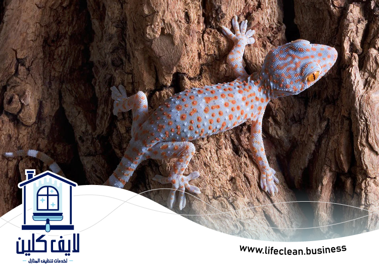 شركة مكافحة البرص بمردف 5 شركة مكافحة البرص بمردف