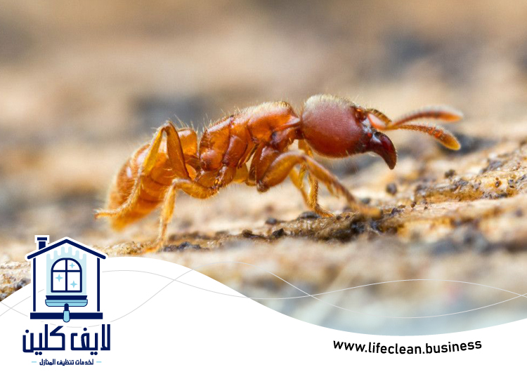 شركة مكافحة الرمة في صفد 4 شركة مكافحة الرمة في صفد