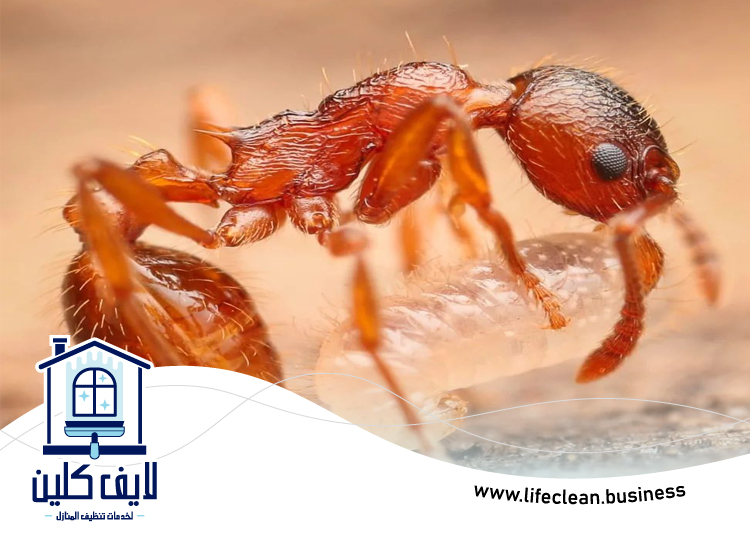 شركة مكافحة الرمة في صفد 5 شركة مكافحة الرمة في صفد