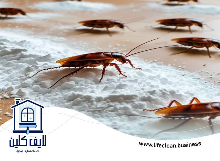 شركة مكافحة الصراصير في دبي 3 شركة مكافحة الصراصير في دبي