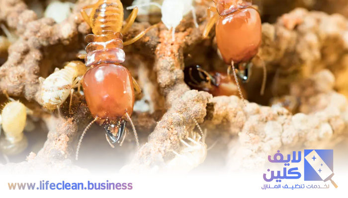 شركة مكافحة الرمة في ثيب
