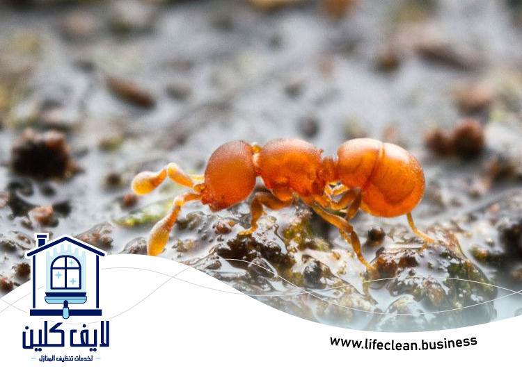 شركة مكافحة الرمة في ثيب 2 شركة مكافحة الرمة في ثيب