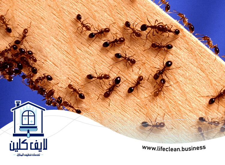 شركة مكافحة الرمة في رأس الخور 5 شركة مكافحة الرمة في رأس الخور