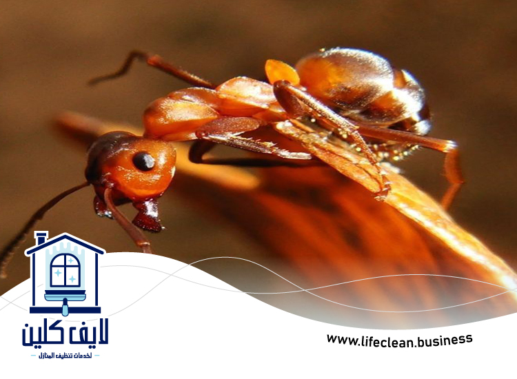 شركة مكافحة الرمة في ثيب 3 شركة مكافحة الرمة في ثيب