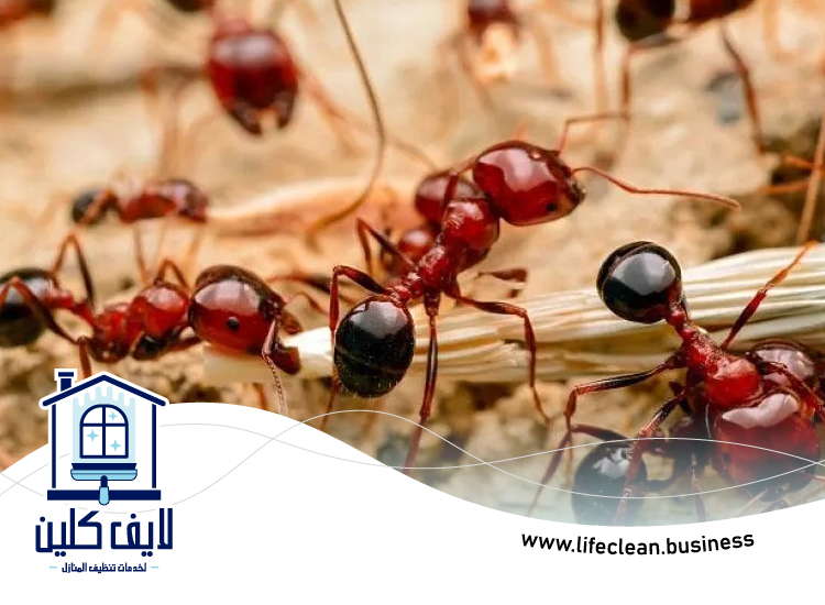 شركة مكافحة الرمة في شرم