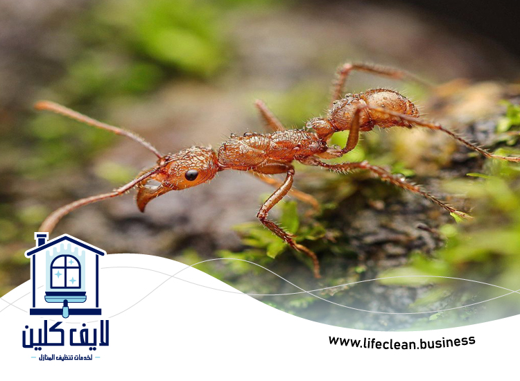 شركة مكافحة الرمة في ثيب 4 شركة مكافحة الرمة في ثيب